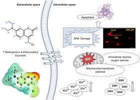 Synthesis and characterization of 7-diethylamino-4-Chloromethyl coumarin: Spectroscopic analysis, molecular docking, and anticancer activity on large intestine carcinoma cells