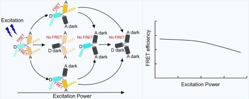 Impact of photobleaching of fluorescent proteins on FRET measurements under two-photon excitation