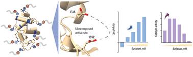 Re-engineering lysozyme solubility and activity through surfactant complexation†