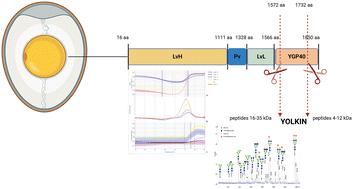 Unravelling the potential of yolkin for nutraceutical use: the origin, structure, and functional insights of a hen egg yolk polypeptide complex†
