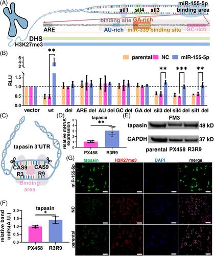 Unconventional microRNA role: Enhancing the human leukocyte antigen class I antigen processing pathway via interacting with a silencer