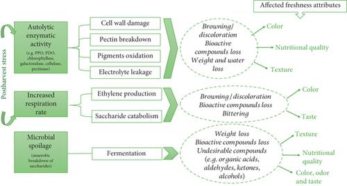 Preservative Attributes of Near-Neutral Electrolyzed Water (NNEW) to Improve Shelf Life and Quality of Fresh and Minimally Processed Food: A Systematic Review