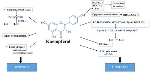 Promising and challenging phytochemicals targeting LC3 mediated autophagy signaling in cancer therapy