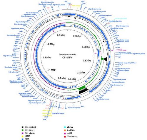 First WGS Characterization of Streptococcus suis Isolated From a Case of Human Meningitis in Southern Italy