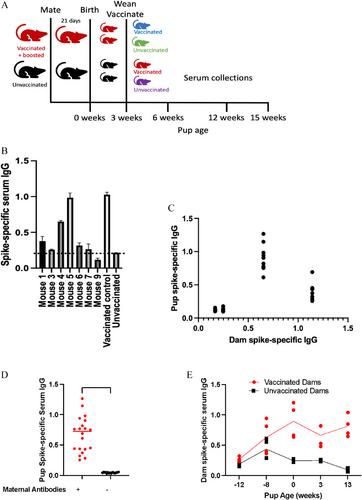 Neonatal SARS-CoV-2 mRNA Vaccination Efficacy Is Influenced by Maternal Antibodies