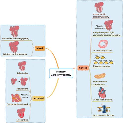 Cardiomyopathy: pathogenesis and therapeutic interventions