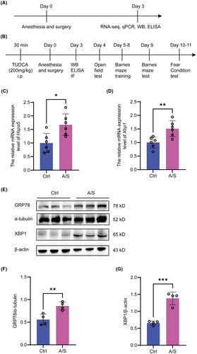 Inhibiting endoplasmic reticulum stress alleviates perioperative neurocognitive disorders by reducing neuroinflammation mediated by NLRP3 inflammasome activation