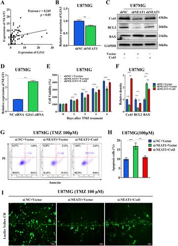 Inhibiting lncRNA NEAT1 Increases Glioblastoma Response to TMZ by Reducing Connexin 43 Expression