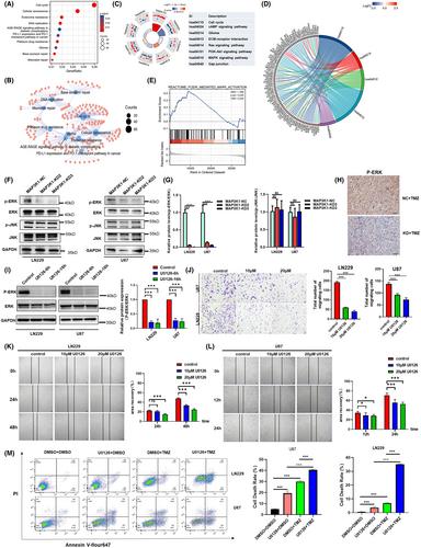 Mitogen-activated protein kinase kinase kinase 1 facilitates the temozolomide resistance and migration of GBM via the MEK/ERK signalling