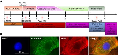 Recording and Interpretation of Active Calcium Transients in Induced Pluripotent Stem Cell-Derived Cardiomyocytes