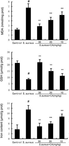 Caffeic acid inhibits Staphylococcus aureus-induced endometritis through regulating AMPKα/mTOR/HIF-1α signalling pathway