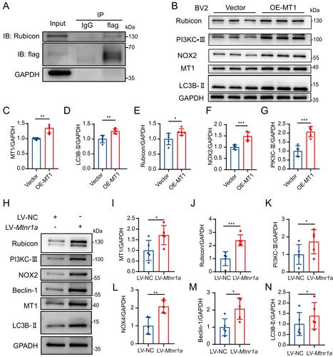 Microglial Melatonin Receptor 1 Degrades Pathological Alpha-Synuclein Through Activating LC3-Associated Phagocytosis In Vitro