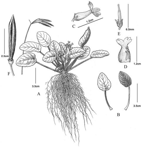 Oreocharis scutifolia (Gesneriaceae), a Peltate-Leaved New Species From the Dry–Hot Valley of the Jinsha River Basin, Yunnan, China