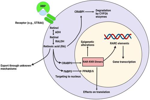 Retinoic Acid (RA): A Critical Immunoregulatory Molecule in Asthma and Allergies