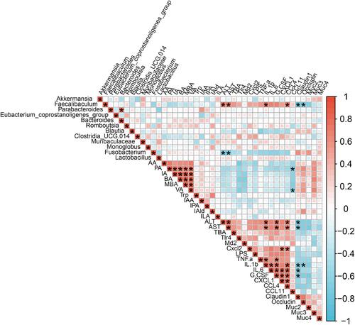 Lactobacillus helveticus attenuates alcoholic liver injury via regulation of gut microecology in mice