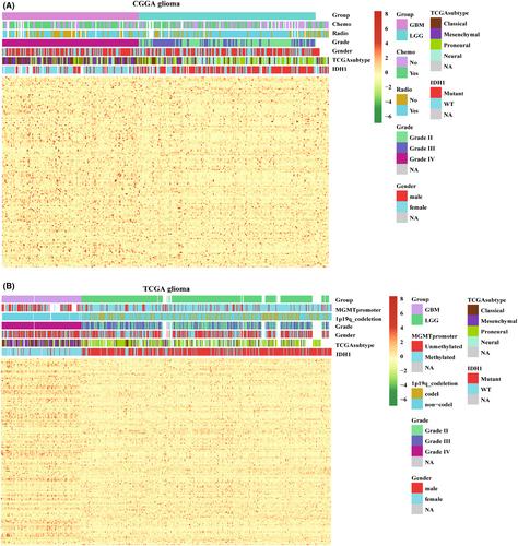 Macrophage polarization-related gene signature for risk stratification and prognosis of survival in gliomas