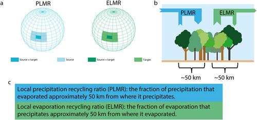 Ecohydrological Variables Underlie Local Moisture Recycling in Mediterranean-Type Climates