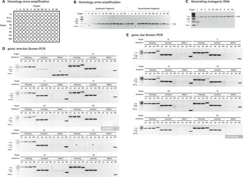 Generation of Barcode-Tagged Vibrio fischeri Deletion Strains and Barcode Sequencing (BarSeq) for Multiplex Strain Competitions