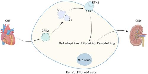 The roles of G protein-coupled receptor kinase 2 in renal diseases