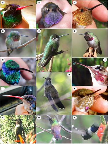 Elevational and Seasonal Patterns of Plant–Hummingbird Interactions in a High Tropical Mountain