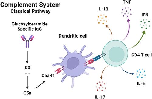 Old disease—New reflections: Gaucher, immunity, and inflammation