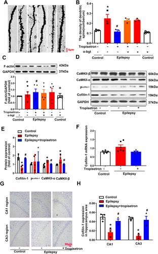 Tropisetron, an Antiemetic Drug, Exerts an Anti-Epileptic Effect Through the Activation of α7nAChRs in a Rat Model of Temporal Lobe Epilepsy