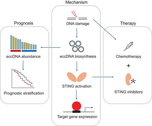 EccDNA, STING activation, and their potential roles in DLBCL prognosis and therapy