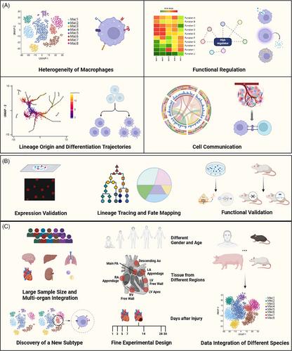 Integrating single-cell RNA sequencing data to decipher heterogeneity and function of macrophages in various organs and diseases