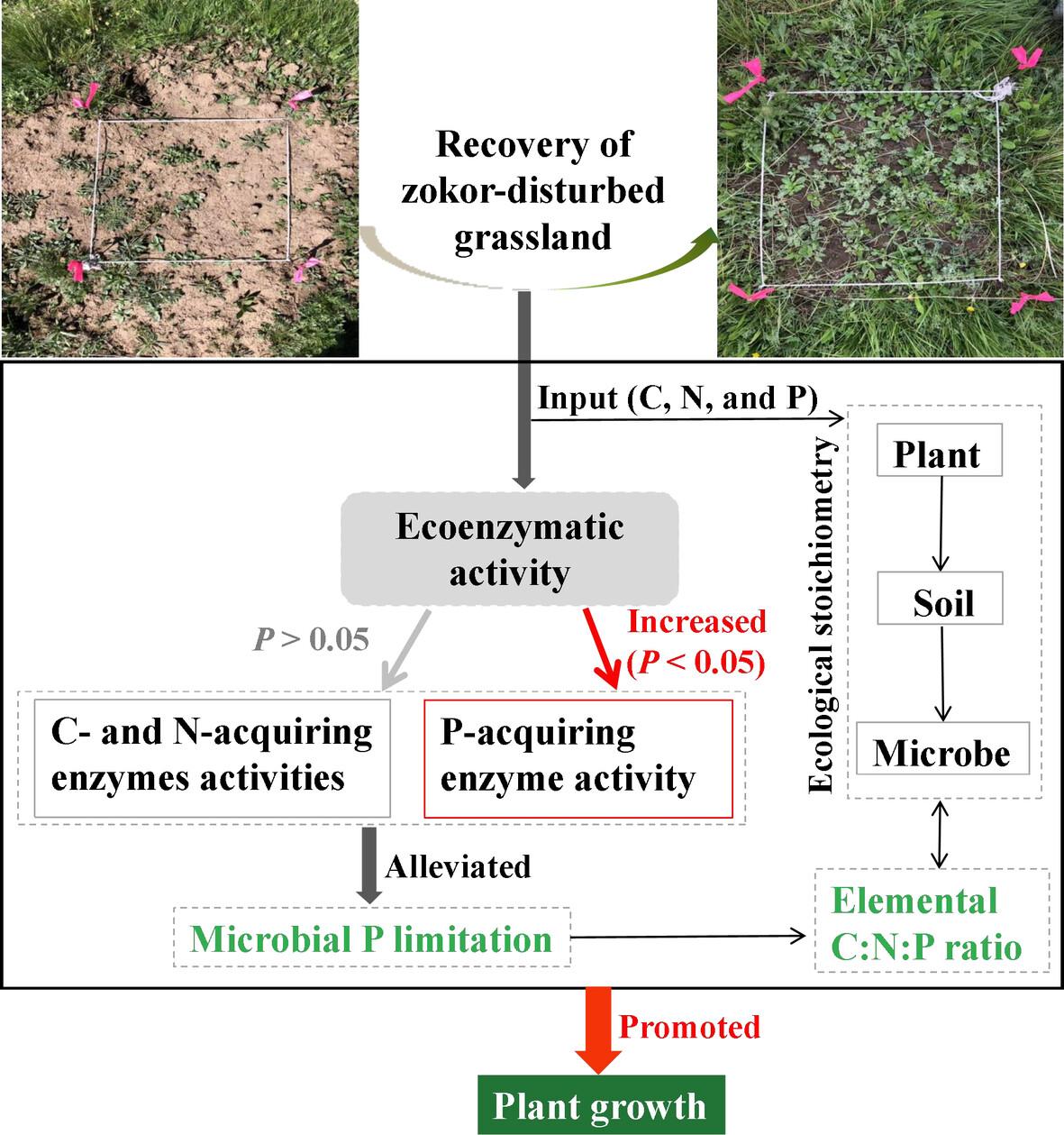 Ecosystem compartment stoichiometry drives the secondary succession processes of zokor-disturbed grassland