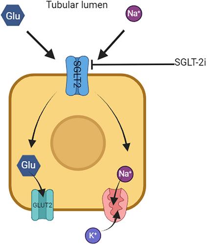 Slowing the progression of diabetic and non-diabetic kidney disease: A summary of the current evidence base for sodium-glucose co-transporter-2 inhibitors