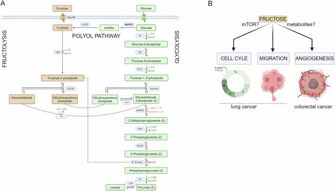 Fructose: the sweet(er) side of the Warburg effect