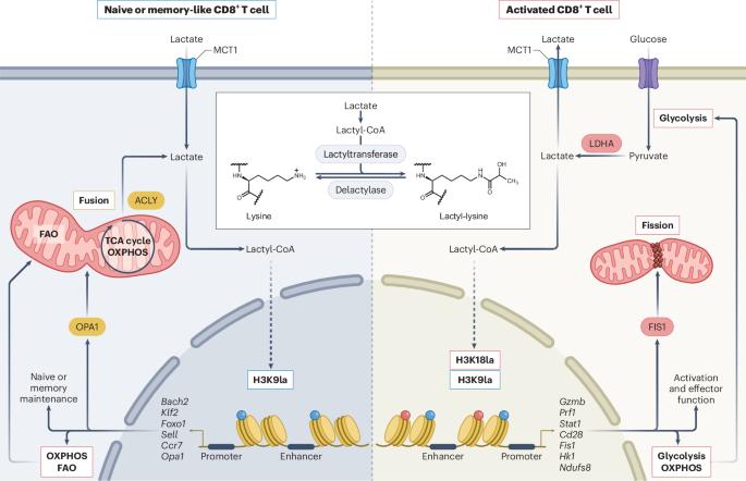 Metabolic–epigenetic rewiring in CD8+ T cells via lactate-dependent histone lactylation