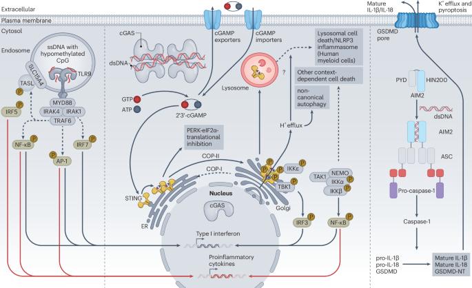 DNA-sensing pathways in health, autoinflammatory and autoimmune diseases