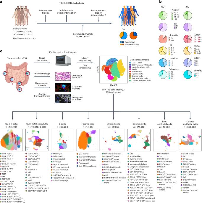 A longitudinal single-cell atlas of anti-tumour necrosis factor treatment in inflammatory bowel disease