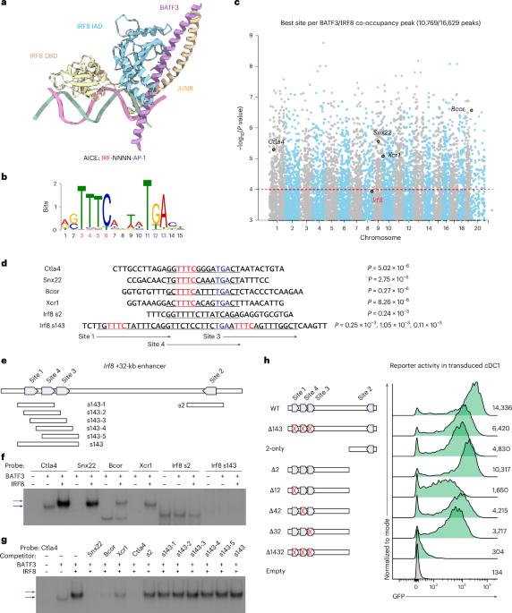 Optimization of the Irf8 +32-kb enhancer disrupts dendritic cell lineage segregation