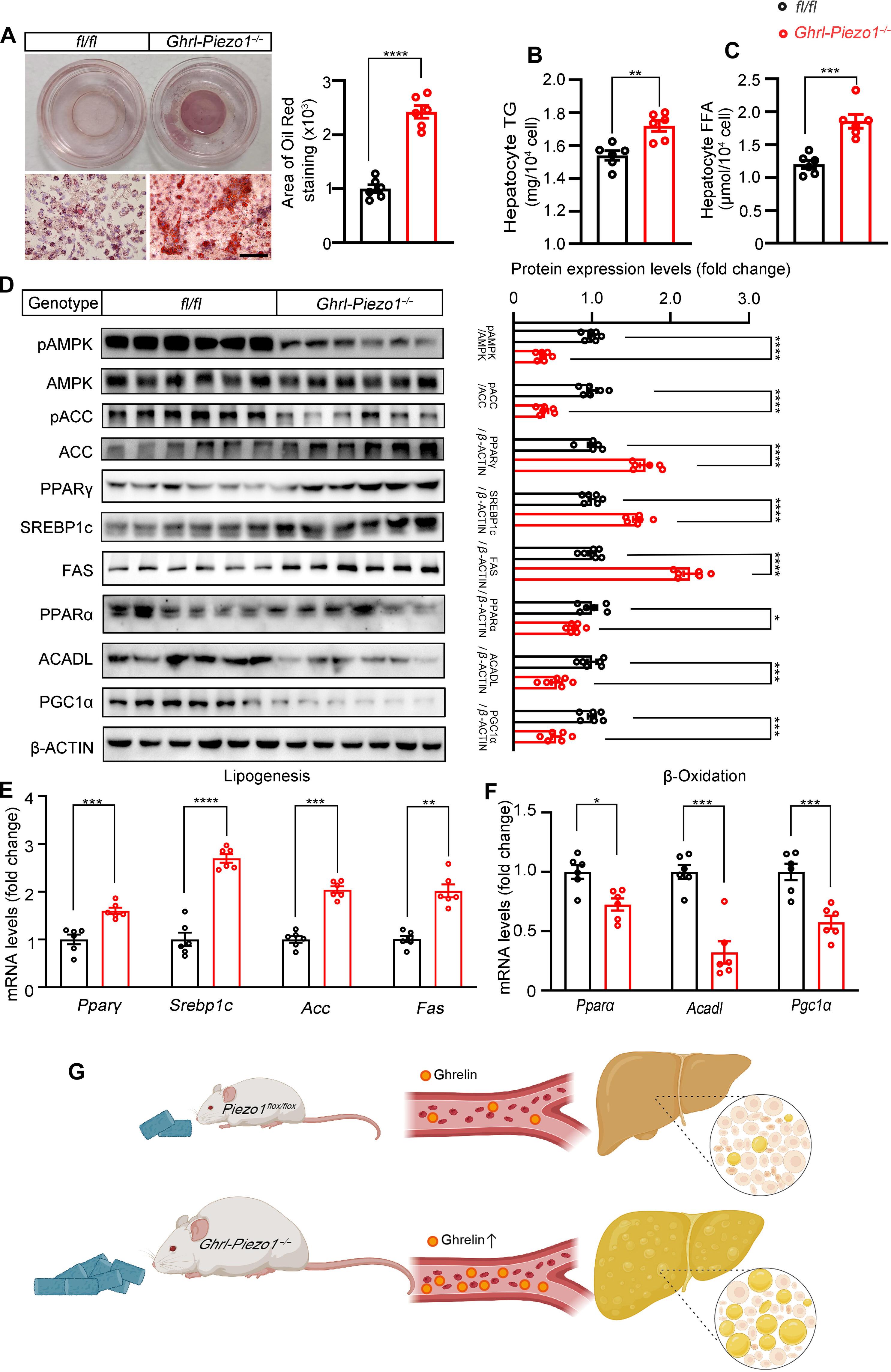 Mechanosensing by Piezo1 in gastric ghrelin cells contributes to hepatic lipid homeostasis in mice