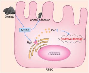 Oxalate-upregulated annexin A6 promotes the formation of calcium oxalate kidney stones by exacerbating calcium release-mediated oxidative stress injury in renal tubular epithelial cells and crystal-cell adhesion