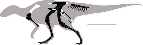 First Valanginian (Early Cretaceous) ornithopod (Dinosauria, Ornithischia) from Patagonia