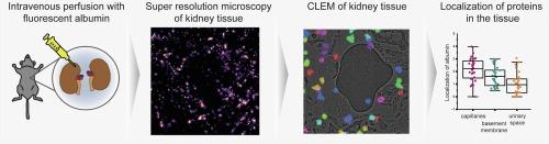 Localization of albumin with correlative super resolution light- and electron microscopy in the kidney