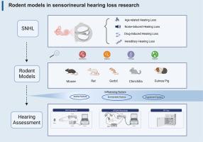 Rodent models in sensorineural hearing loss research: A comprehensive review