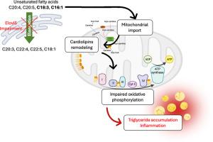 Impaired unsaturated fatty acid elongation alters mitochondrial function and accelerates metabolic dysfunction-associated steatohepatitis progression