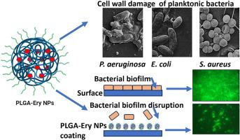 Development of erythromycin loaded PLGA nanoparticles for improved drug efficacy and sustained release against bacterial infections and biofilm formation