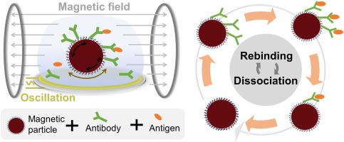 Residence time prediction in magnetically controlled biomolecular local rebinding-dissociation kinetics