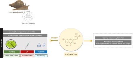 Quercetin, the new stress buster: Investigating the transcriptional and behavioral effects of this flavonoid on multiple stressors using Lymnaea stagnalis