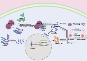 IGFALS suppresses hepatocellular carcinoma progression by stabilizing PPAR-γ