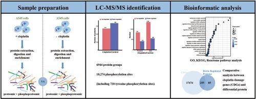 Integrated global proteomic and phosphoproteomic analysis of cisplatin-induced apoptosis in A549 cells