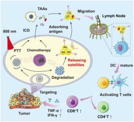 Engineering cell membrane-camouflaged COF-based nanosatellite for enhanced tumor-targeted photothermal chemoimmunotherapy