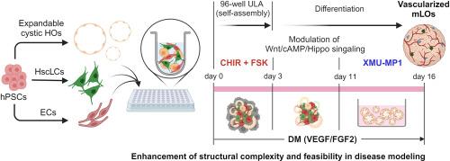 Optimization of culture conditions to generate vascularized multi-lineage liver organoids with structural complexity and functionality