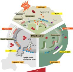 FUNDC1-mediated mitophagy regulates photodamage independently of the PINK1/Parkin-dependent pathway