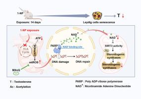 Mitochondrial malfunction-initiated Leydig cell premature senescence partially participates in 1-nitropyrene-evoked downregulation of steroidogenic synthases in testes